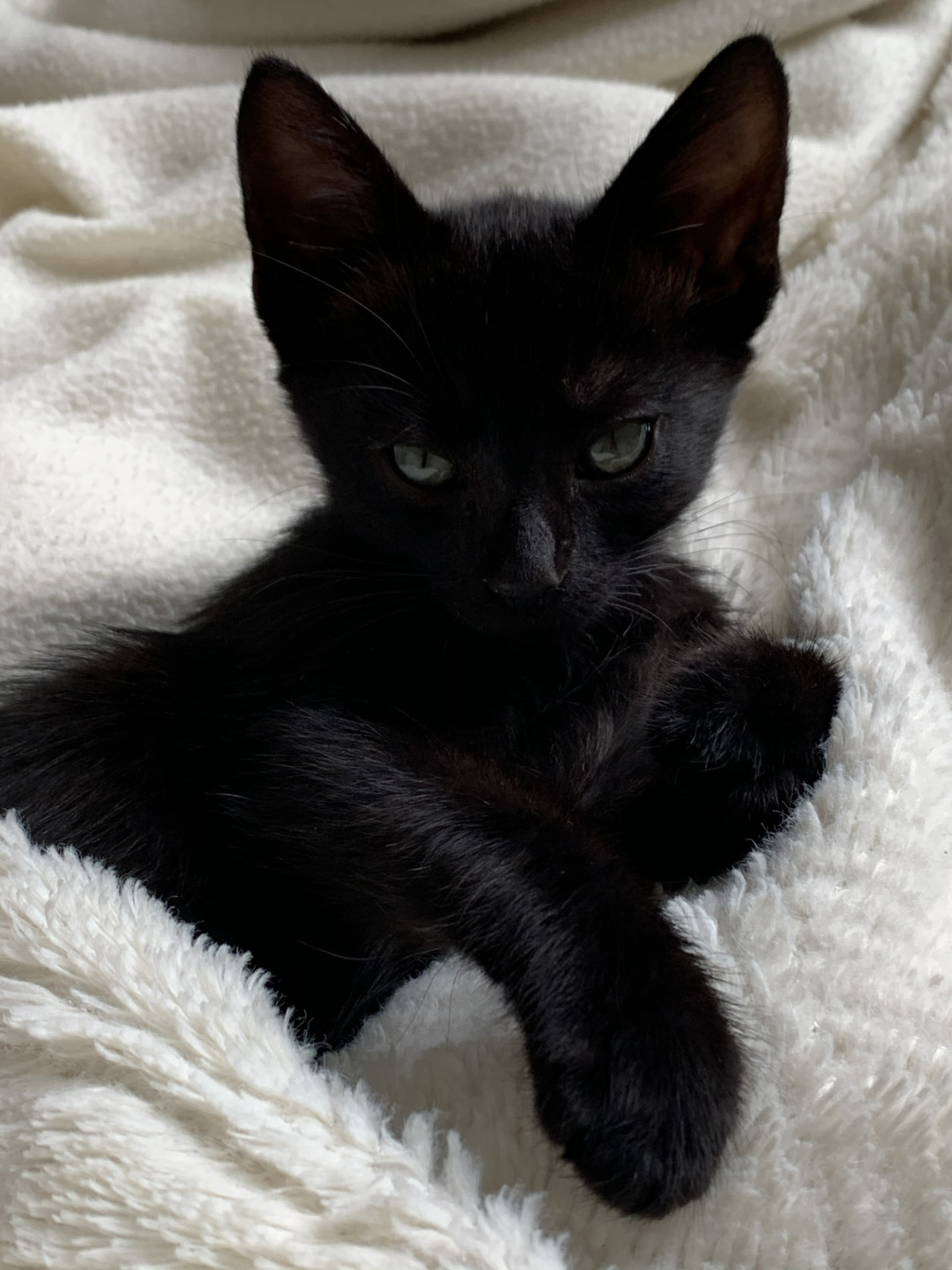 Cleopatra, the black cat, resting on a white blanket
